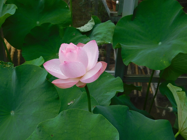 DSCN6603.JPG