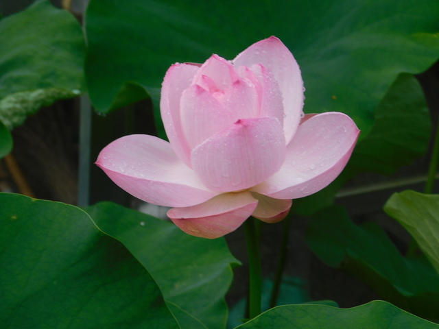DSCN6606.JPG