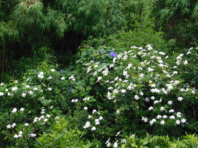 DSCN6610.JPG
