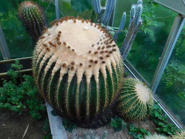 DSCN6668.JPG