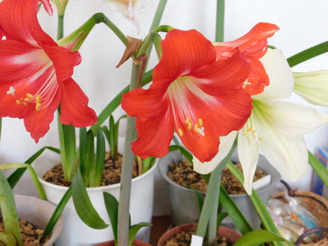 DSCN6838.JPG