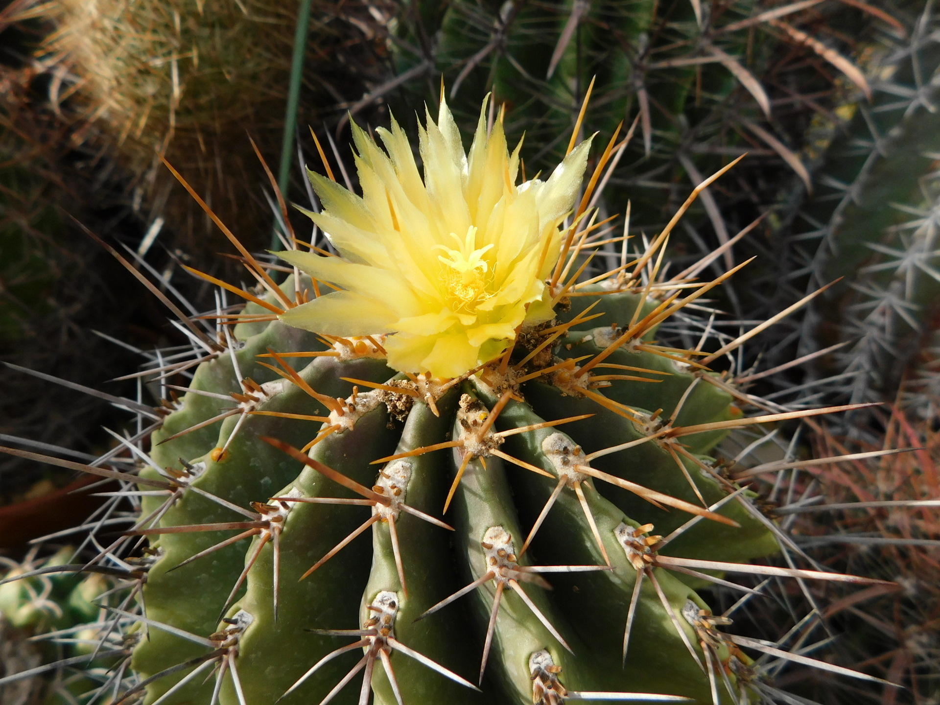 フェロのリンゼイ咲く: 学芸員の独り言