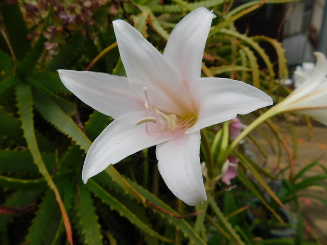 DSCN6985.JPG