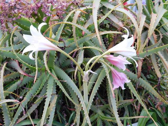 DSCN6988.JPG