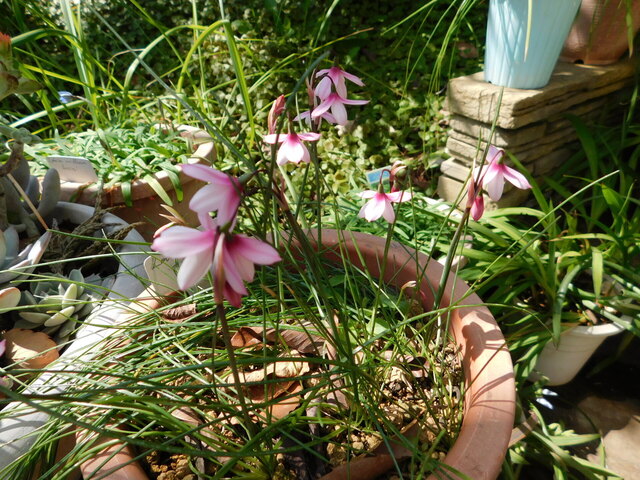 DSCN7033.JPG