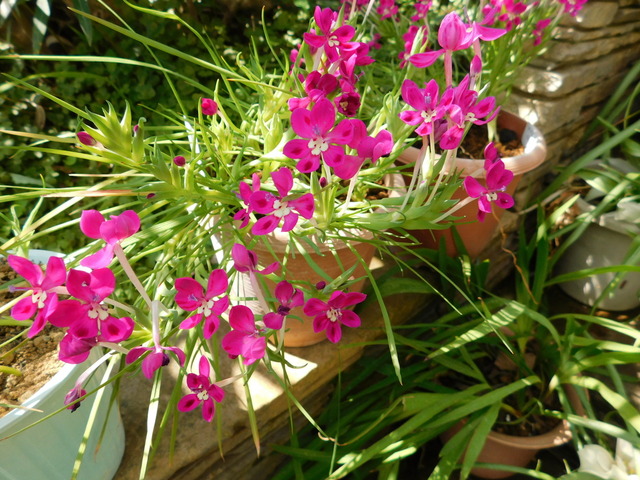 DSCN7038.JPG