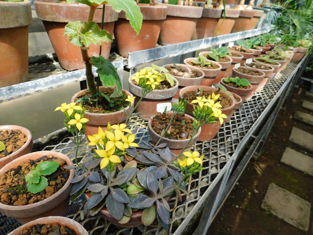 DSCN7060.JPG