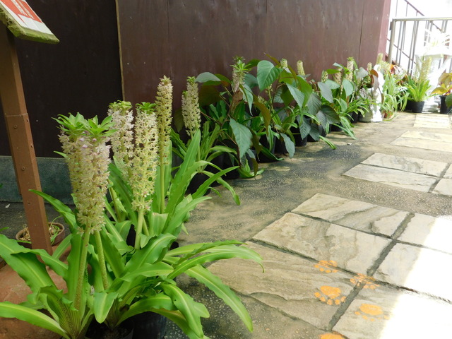 DSCN7070.JPG