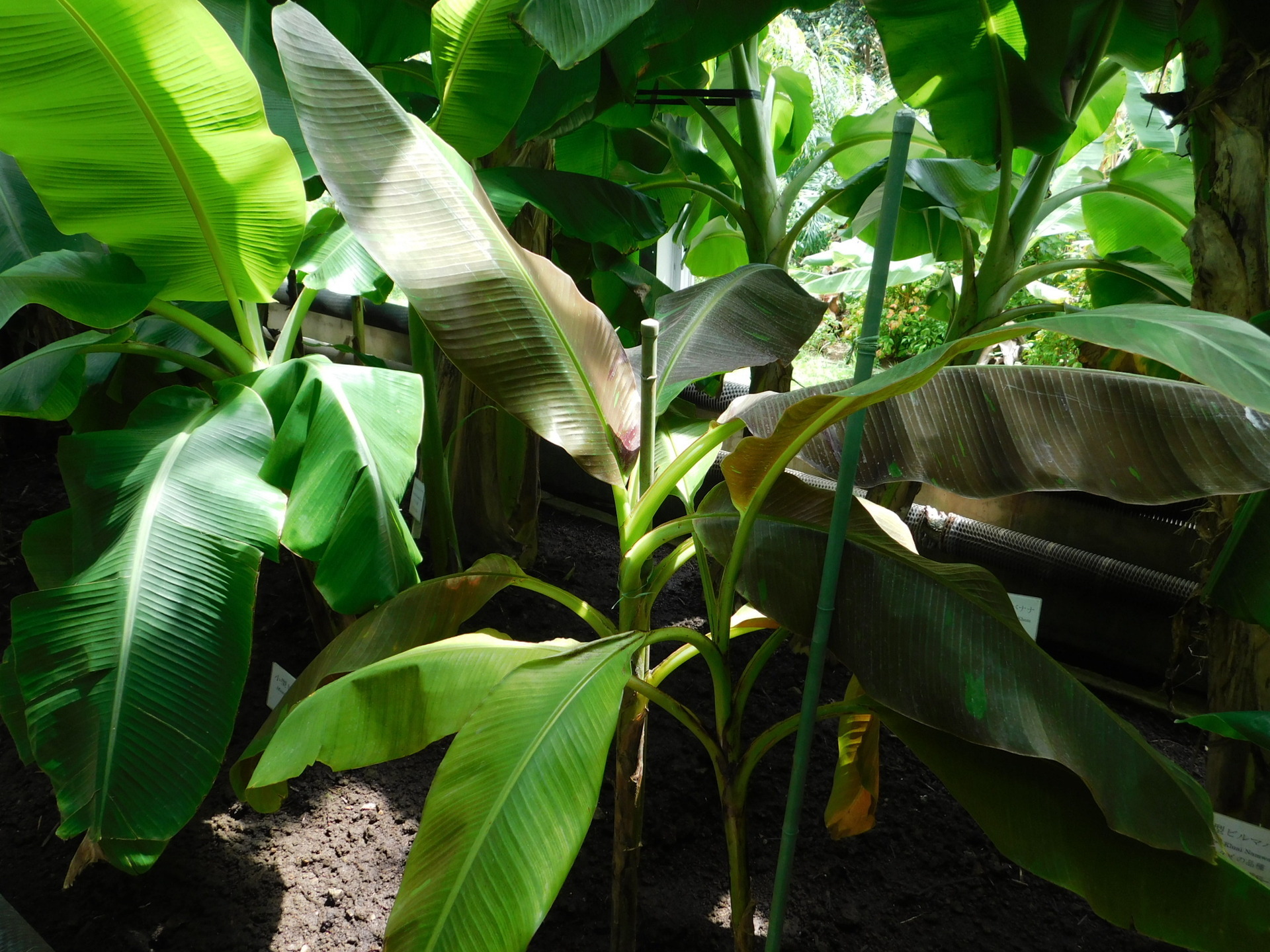 希少バナナ苗　ムサ サイアムルビーバナナ　子株付き 希少バナナ苗 ムサ サイアムルビーバナナ 子株付き