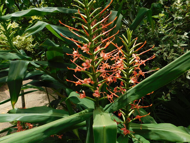 DSCN7085.JPG