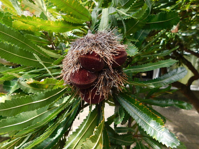 DSCN7090.JPG