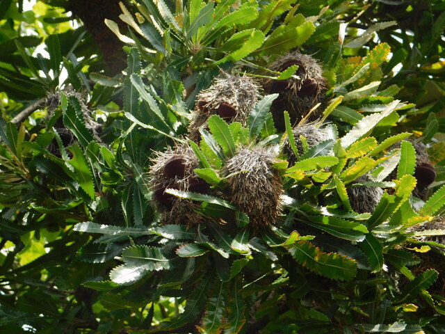 DSCN7093.JPG