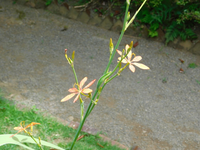 DSCN7105.JPG
