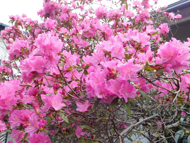 DSCN7109.JPG