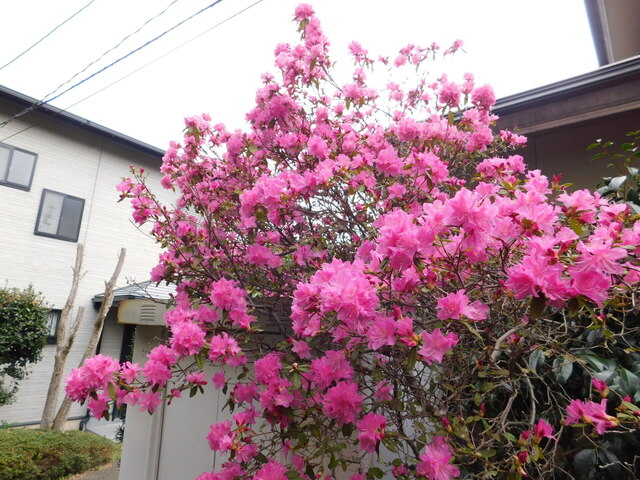 DSCN7111.JPG