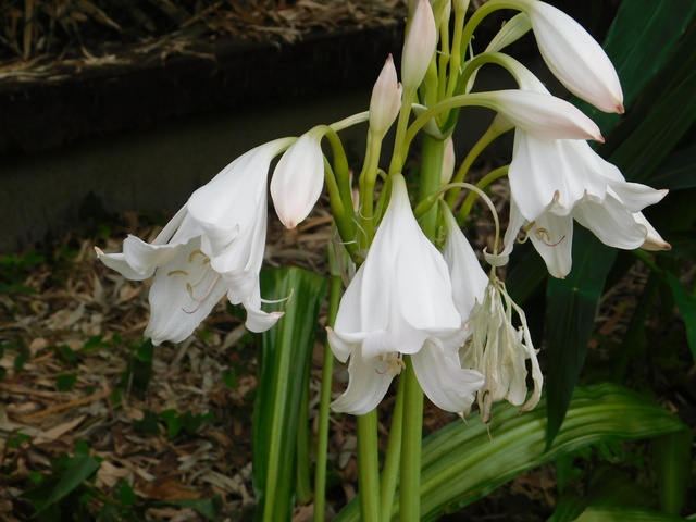 DSCN7111.JPG