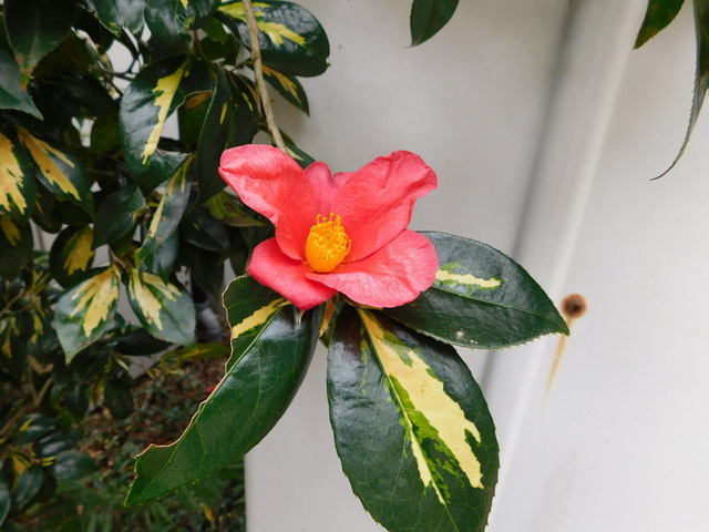 DSCN7113.JPG
