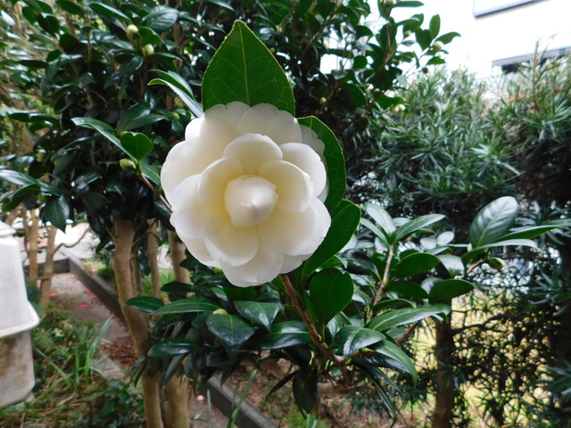 DSCN7119.JPG
