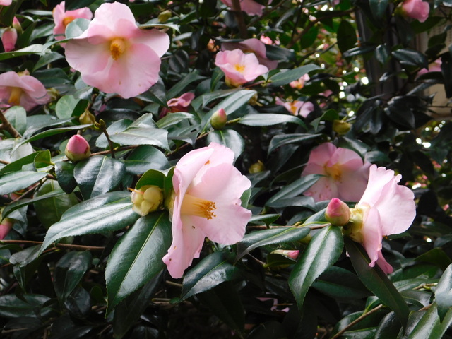 DSCN7122.JPG