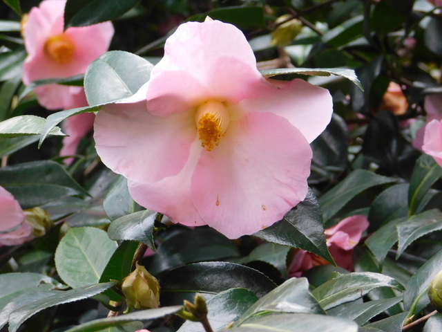 DSCN7124.JPG