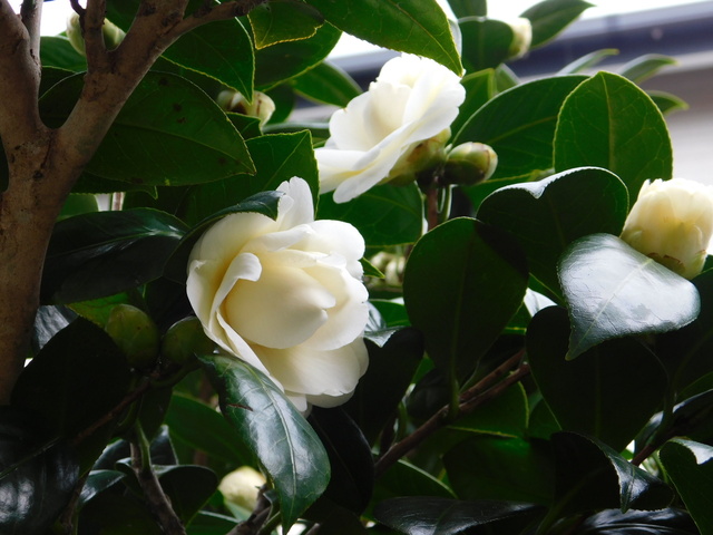DSCN7125.JPG