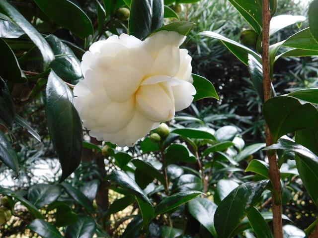 DSCN7127.JPG