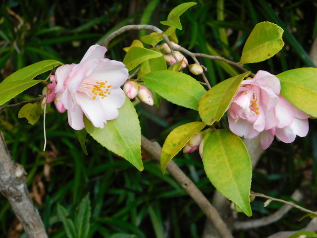 DSCN7129.JPG