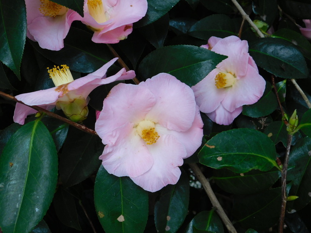 DSCN7131.JPG