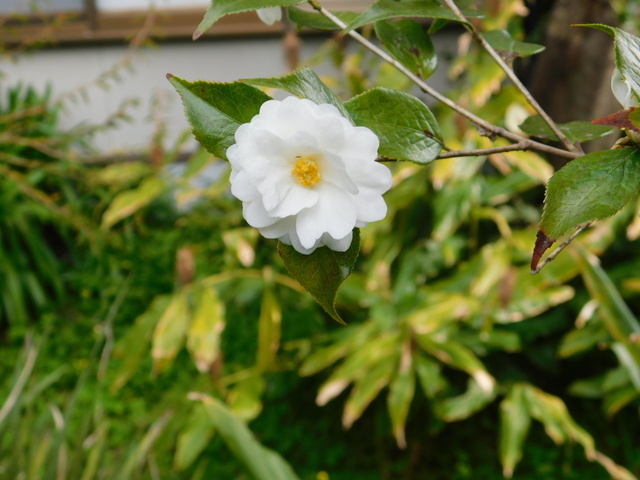 DSCN7143.JPG