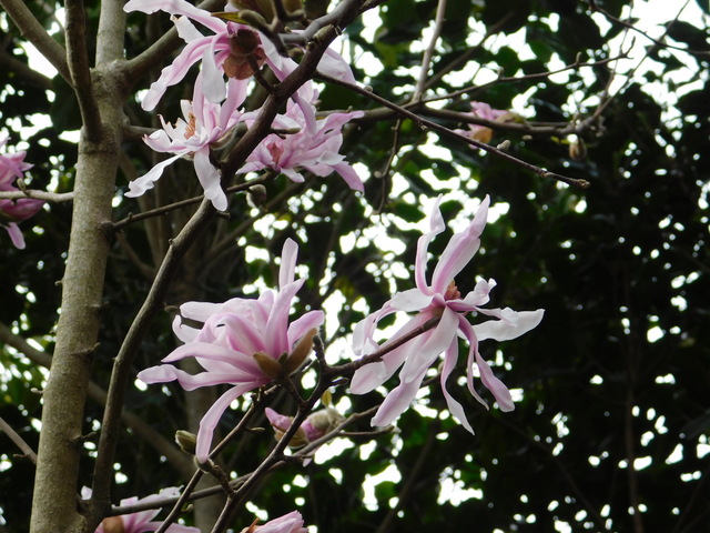 DSCN7145.JPG