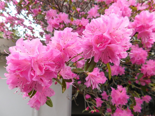 DSCN7149.JPG