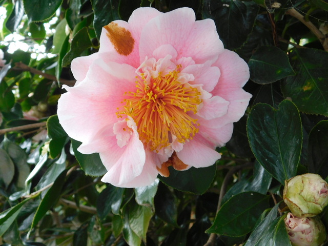 DSCN7151.JPG