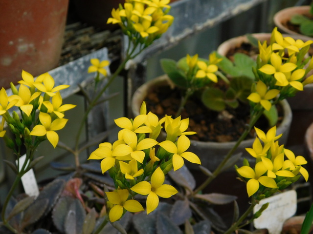 DSCN7376.JPG