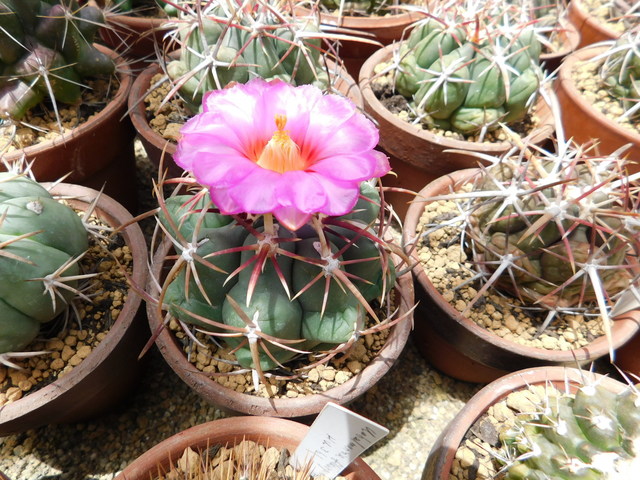 DSCN7548.JPG