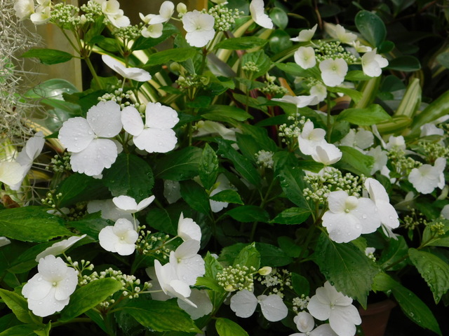 DSCN7568.JPG