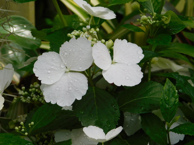 DSCN7570.JPG