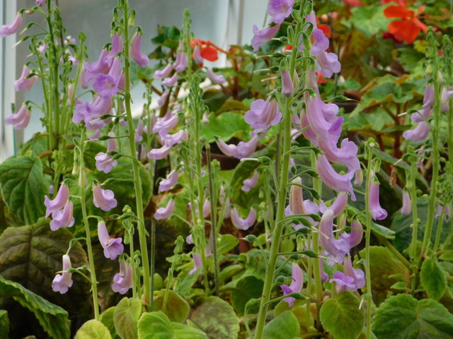 DSCN7594.JPG