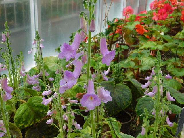 DSCN7596.JPG