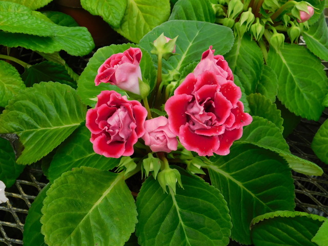 DSCN7613.JPG