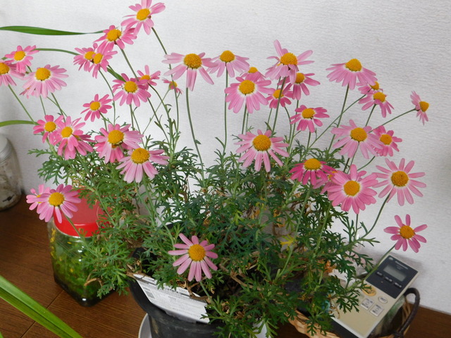 DSCN7692.JPG