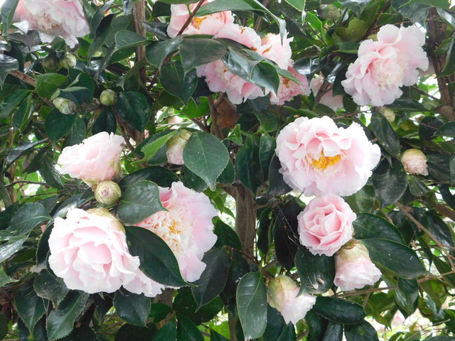 DSCN7695.JPG