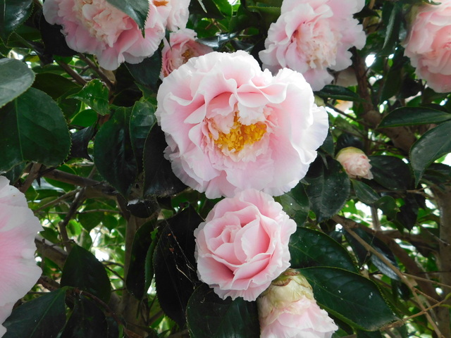 DSCN7697.JPG