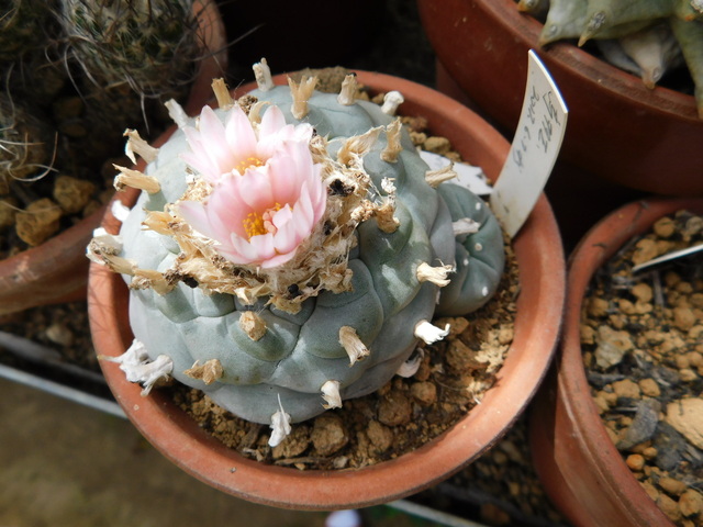 DSCN7707.JPG
