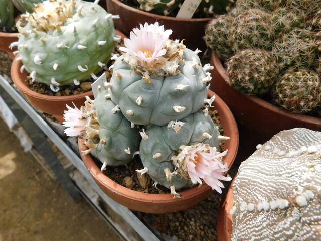 DSCN7708.JPG