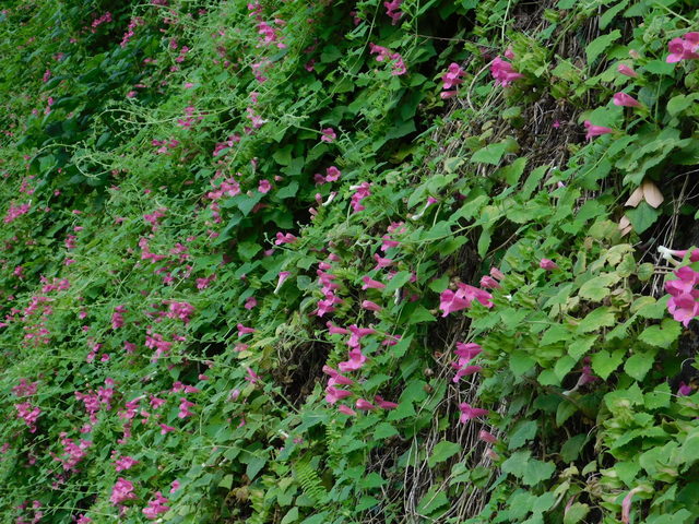 DSCN7722.JPG