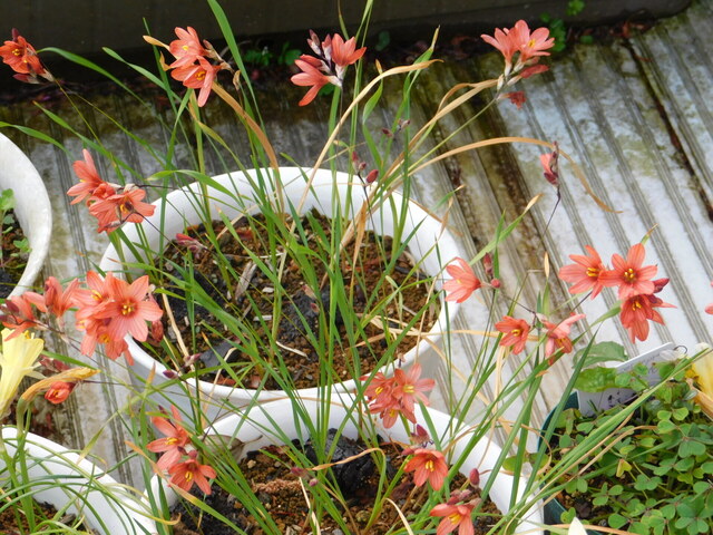 DSCN7775.JPG