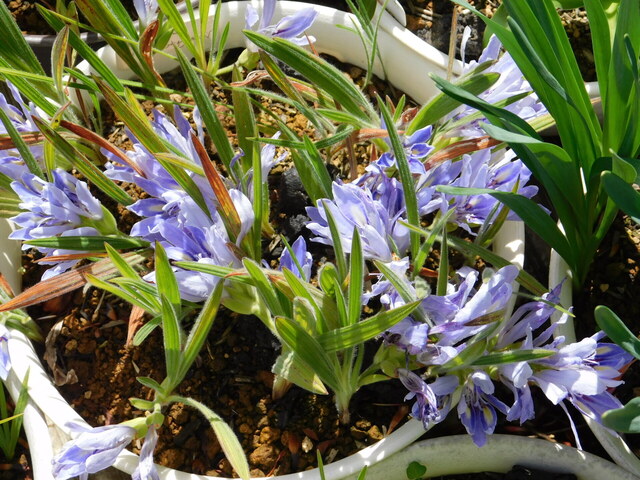 DSCN7782.JPG