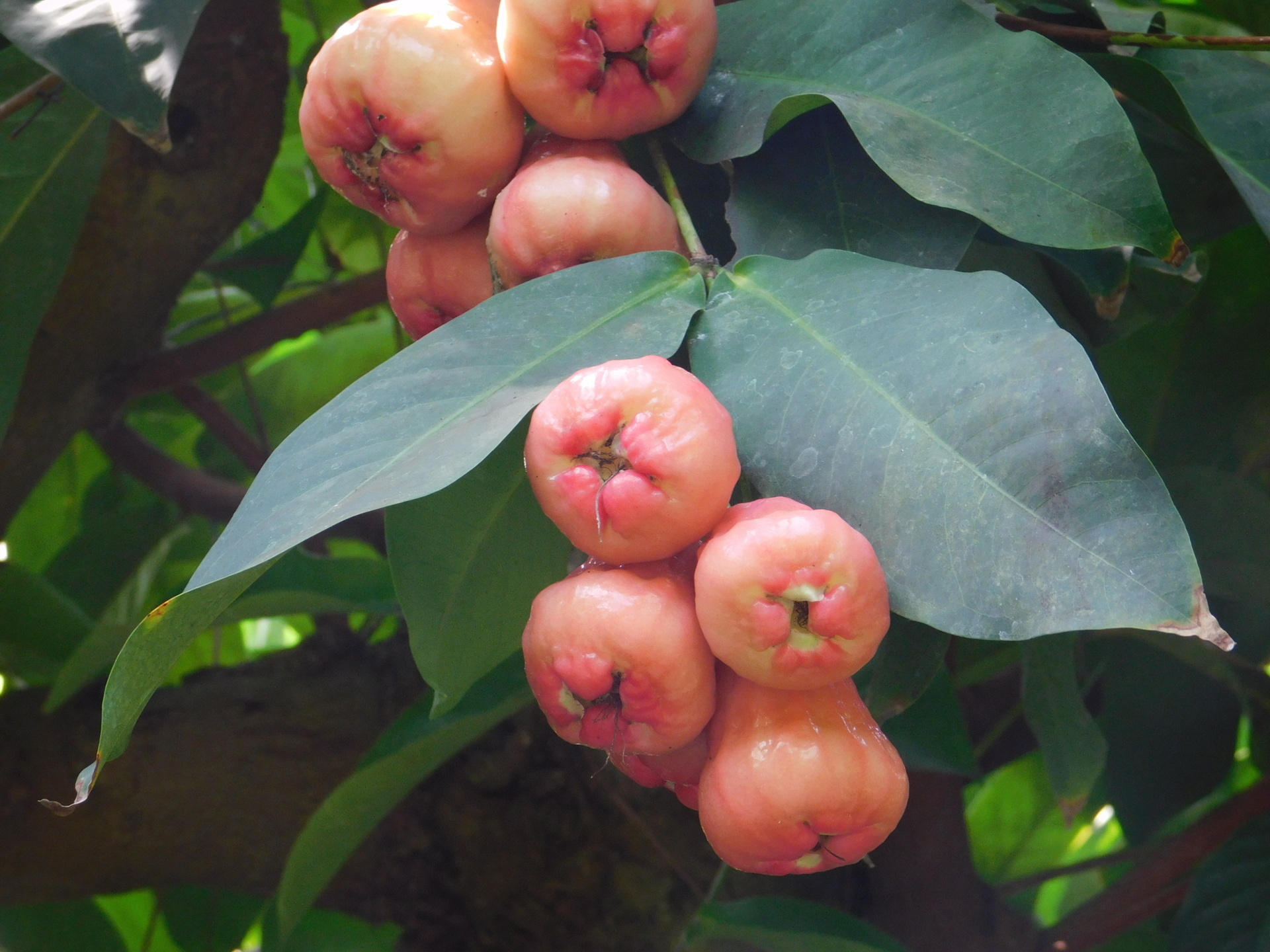 人心果（サポジラ）新鮮果物 人心果（サポジラ）新鮮果物 backend=imagemagick;version=1;