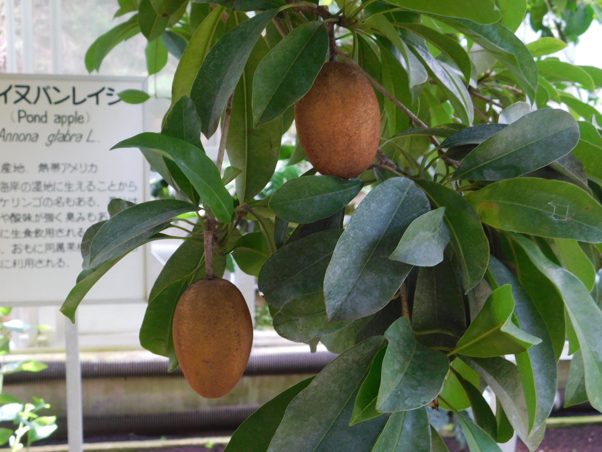 サポジラを賞味する: 学芸員の独り言
