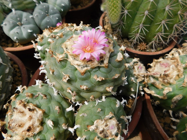 DSCN7945.JPG
